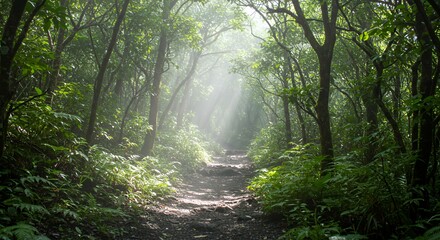 Obraz premium Forest Path with Sunlight Through Trees