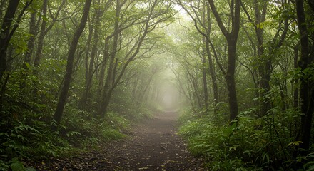 Fototapeta premium Forest Path Through Dense Trees in Fog
