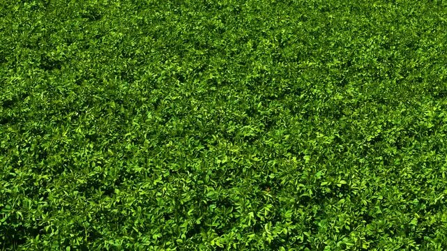 Green field with growing alfalfa for feeding cattle and harvesting forage on farm for agriculture. Verdant land cultivating lucerne supporting livestock feeding and winter fodder in agriculture. Lush