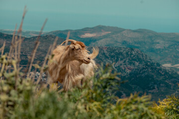 goat, mountain, landscape, nature, wildlife, cliff, rural, Mediterranean, animal, terrain, freedom, scenic, rocky, wilderness, travel, outdoor, natural habitat, agriculture, hillside, eco-tourism, tra