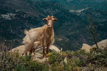 goat, mountain, landscape, nature, wildlife, cliff, rural, Mediterranean, animal, terrain, freedom, scenic, rocky, wilderness, travel, outdoor, natural habitat, agriculture, hillside, eco-tourism, tra