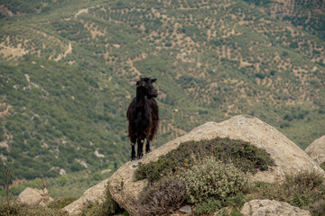 goat, mountain, landscape, nature, wildlife, cliff, rural, Mediterranean, animal, terrain, freedom, scenic, rocky, wilderness, travel, outdoor, natural habitat, agriculture, hillside, eco-tourism, tra