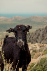goat, mountain, landscape, nature, wildlife, cliff, rural, Mediterranean, animal, terrain, freedom, scenic, rocky, wilderness, travel, outdoor, natural habitat, agriculture, hillside, eco-tourism, tra