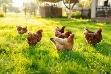 Flock of free range roosters and hens walking on grass field on farm courtyard at sunny daytime