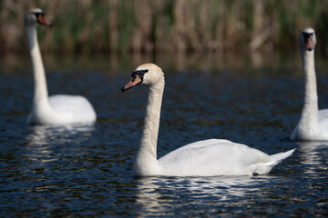Swans in a lake, Cygnus olor