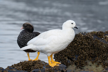 Kelp gooses, Chloephaga hybrida in Ushuaia, Argentina, male and female
