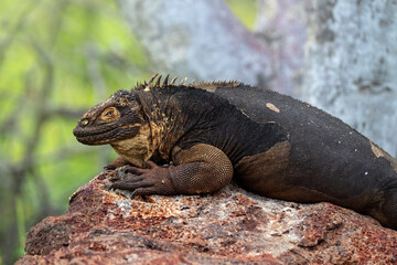 Galapagos land iguana, Conolophus subcristatus, portrait of a large lizard, North Seymour island