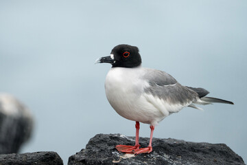 Swallow-tailed gull, Creagrus furcatus in Galapagos, full view of a seabird