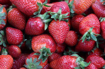 Closeup of fresh organic strawberry (Fragaria x ananassa) freshly picked from the field.  Strawberry fruit background.