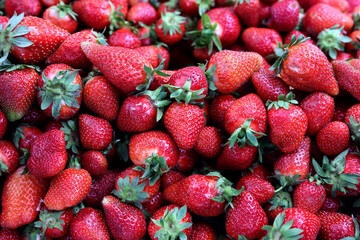 Closeup of fresh organic strawberry (Fragaria x ananassa) freshly picked from the field.  Strawberry fruit background.