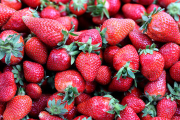 Closeup of fresh organic strawberry (Fragaria x ananassa) freshly picked from the field.  Strawberry fruit background.