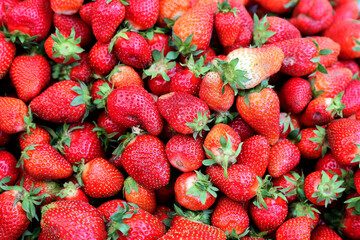 Closeup of fresh organic strawberry (Fragaria x ananassa) freshly picked from the field.  Strawberry fruit background.