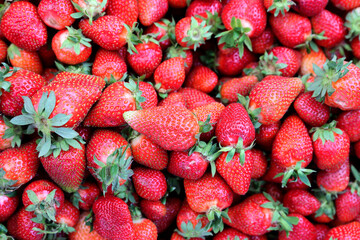 Closeup of fresh organic strawberry (Fragaria x ananassa) freshly picked from the field.  Strawberry fruit background.