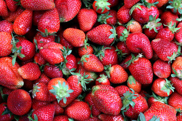 Closeup of fresh organic strawberry (Fragaria x ananassa) freshly picked from the field.  Strawberry fruit background.
