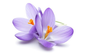 A small purple crocus with delicate petals and a soft yellow center, isolated on a white background