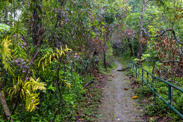 A Serene Nature Pathway that Winds Through Lush Tropical Vegetation and Scenic Beauty.