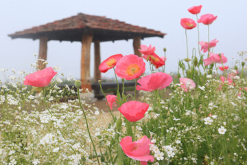A riverfront view on a spring day full of red poppies, fog flowers and spring flowers. The sunset...