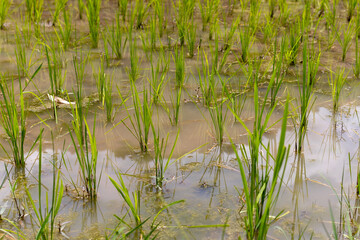 Green Rice Plants Are Thriving Amidst Shallow Water.