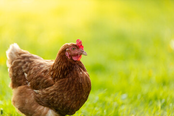Outdoor portrait of brown hen walking outdoors farm on meadow green grass, free-range chickens on sunny day, free space, banner