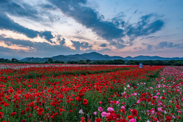 A riverfront view on a spring day full of red poppies, fog flowers and spring flowers. The sunset view of the Akyang Bank near the Namgang River in Haman-gun, Gyeongsangnam-do, Korea.