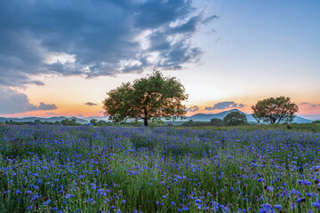 A riverfront view on a spring day full of red poppies, fog flowers and cornflower. The sunset view...