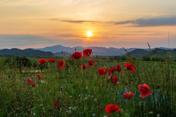 A riverfront view on a spring day full of red poppies, fog flowers and cornflower. The sunset view of the Akyang Bank near the Namgang River in Haman-gun, Gyeongsangnam-do, Korea.