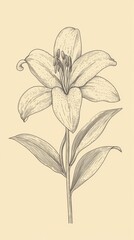 Obraz premium Detailed line art illustration of a lily flower with stem and leaves on beige background botanical drawing