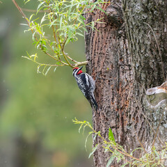 Yellow Bellied Sapsucker on a Willow Tree 
