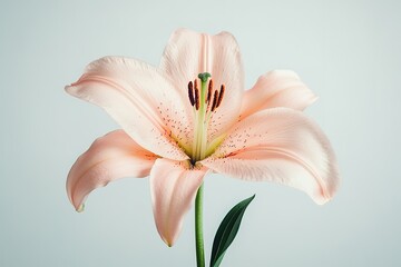 Obraz premium A soft, light pink lily with wide petals, isolated on a white background
