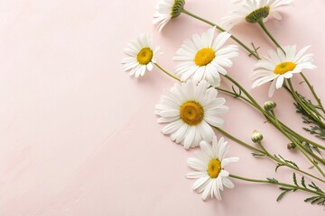 Fototapeta premium Minimal Flat Lay with White Chamomile Flowers on Light Pink Background