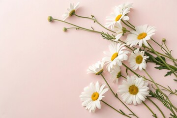 Obraz premium Minimal Flat Lay with White Chamomile Flowers on Light Pink Background