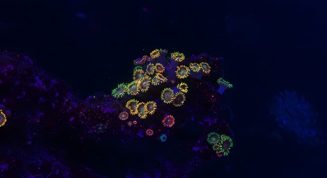 Close up of colorful zoanthids coral polyps in a dark marine aquarium environment