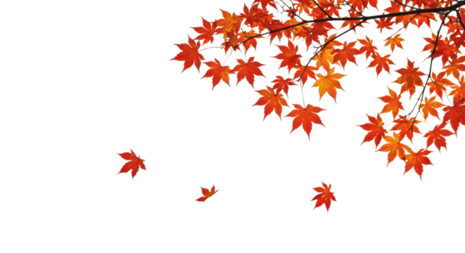 Autumn maple leaves branch in corner, isolated background