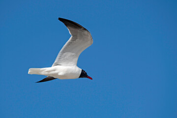 Laughing Gull in flight, showing underside of wing, with blue sky in background, copy space.