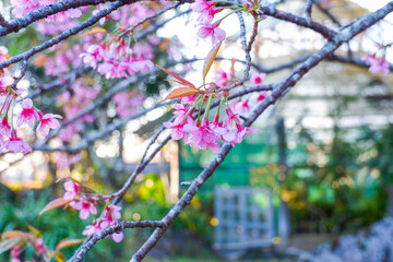 Sakura tree in garden and sky,mountain landscape,Cherry Blossoms,sakura japan tree,morning light in winter season.