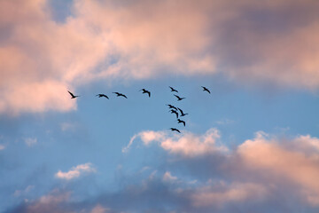 flock of birds in flight, silhouette against the blue sky, white clouds