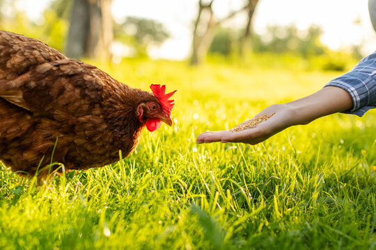 Female farmer feeding hen from hand, chicken pecking grains from hand in green grass. Organic farm, care and trust concept