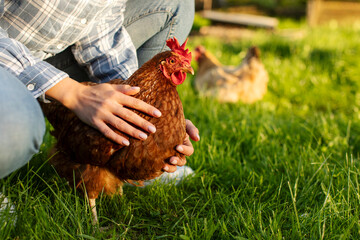 Woman caught brown chicken and holding it in his hands on the green grass, closeup, free space © Home-stock