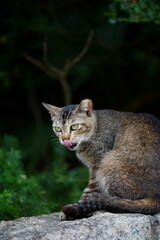 cat in the forest