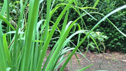 Fresh Lemongrass Plant, Aromatic Cymbopogon Citratus in Garden, Culinary and Herbal Ingredient