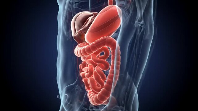 Human Digestive System Anatomy 3D Animation Video