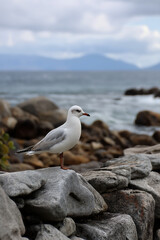 Obraz premium A seagull bird sitting on a stone by the beach with sea view on background 