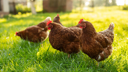 Brown chickens on traditional poultry farm walking on green grass field and grazing, sunny morning time, panorama shot