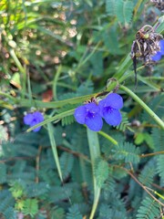 Purple flowers in a Florida garden