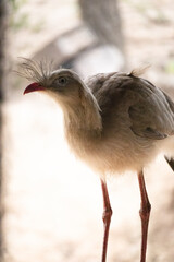 The seriema is a cariamiform bird of the Cariamidae family. Also known as sariema (Ceará) and red-footed seriema. Cariama Cristata