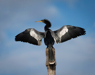 Aninga ave cuello largo