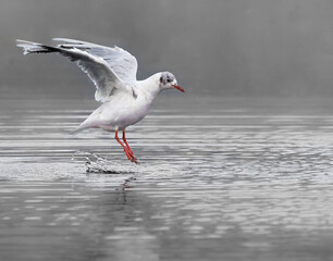 Gaviota aterrizando