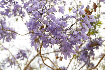 Beautiful jacaranda tree with vibrant purple flowers against a soft sky, showcasing nature's stunning beauty and tranquility