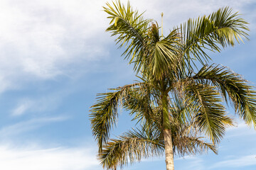 Lush green palm tree against a bright blue sky with soft clouds creating a serene tropical atmosphere