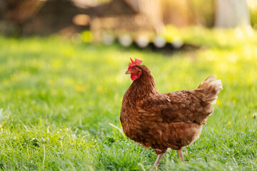 Close-up of brown free range chicken grazing in green field in farm area, free space